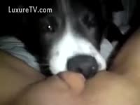 Dog engulfing love tunnel in non-professional homemade movie scene